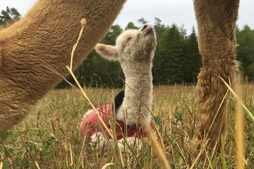 Alpaca kindergarten2