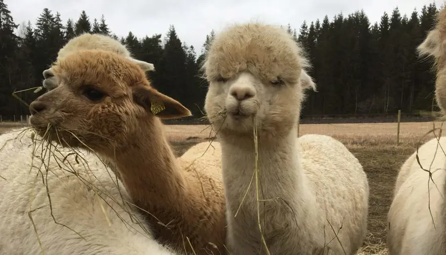 alpaca farming