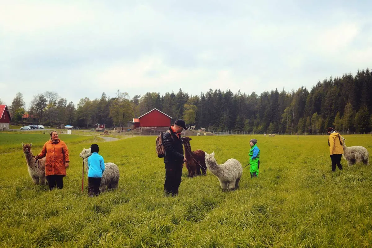 alpaca trekking